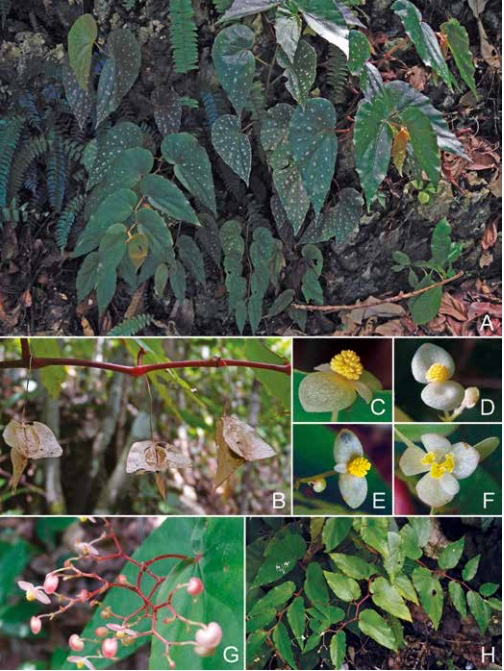 B. dimorpha